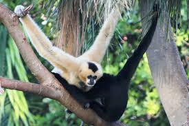 Endangered gibbon species in the region of Laos.